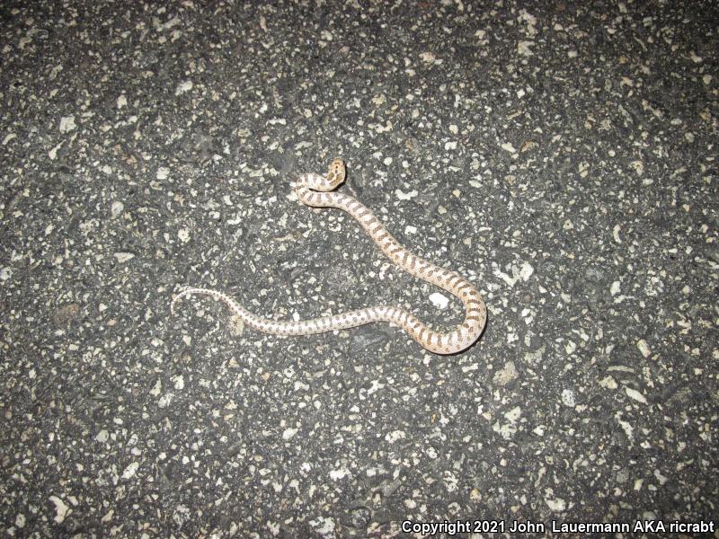 Mojave Glossy Snake (Arizona elegans candida)