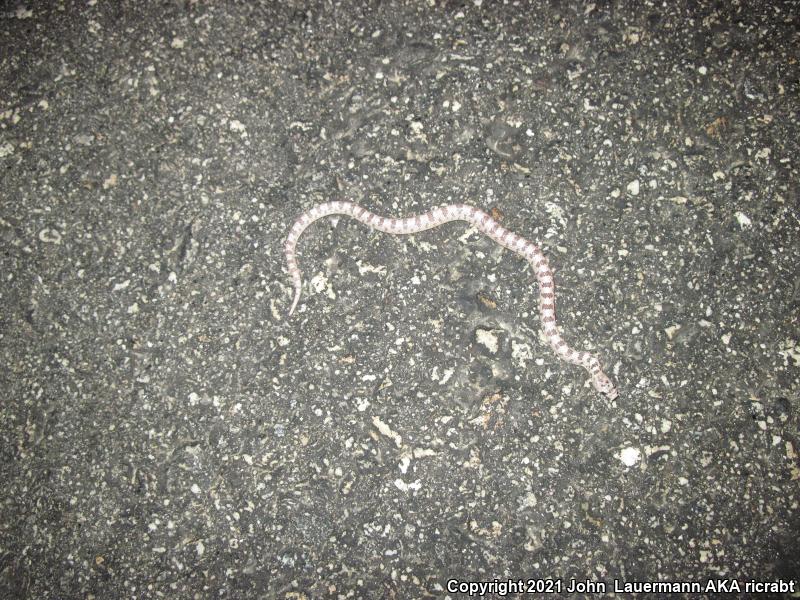 Spotted Leaf-nosed Snake (Phyllorhynchus decurtatus)