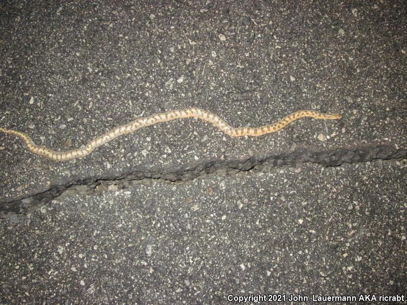 Mojave Glossy Snake (Arizona elegans candida)