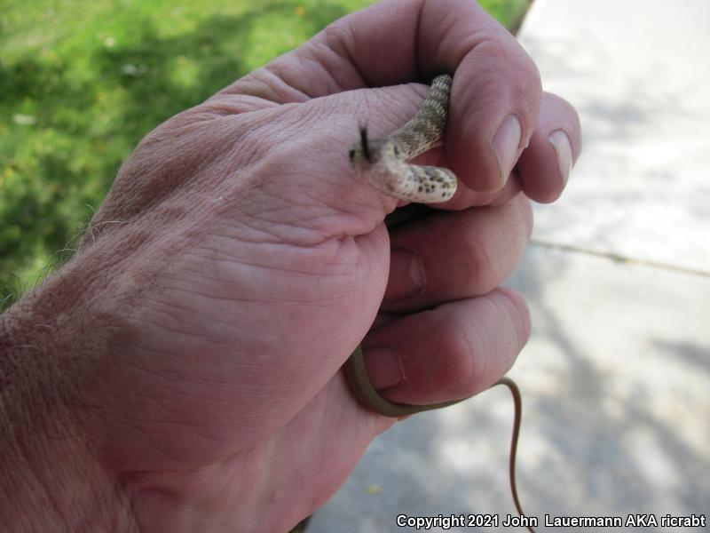 Red Racer (Coluber flagellum piceus)