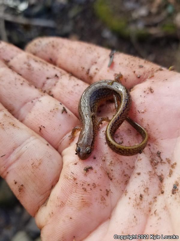 Northern Two-lined Salamander (Eurycea bislineata)