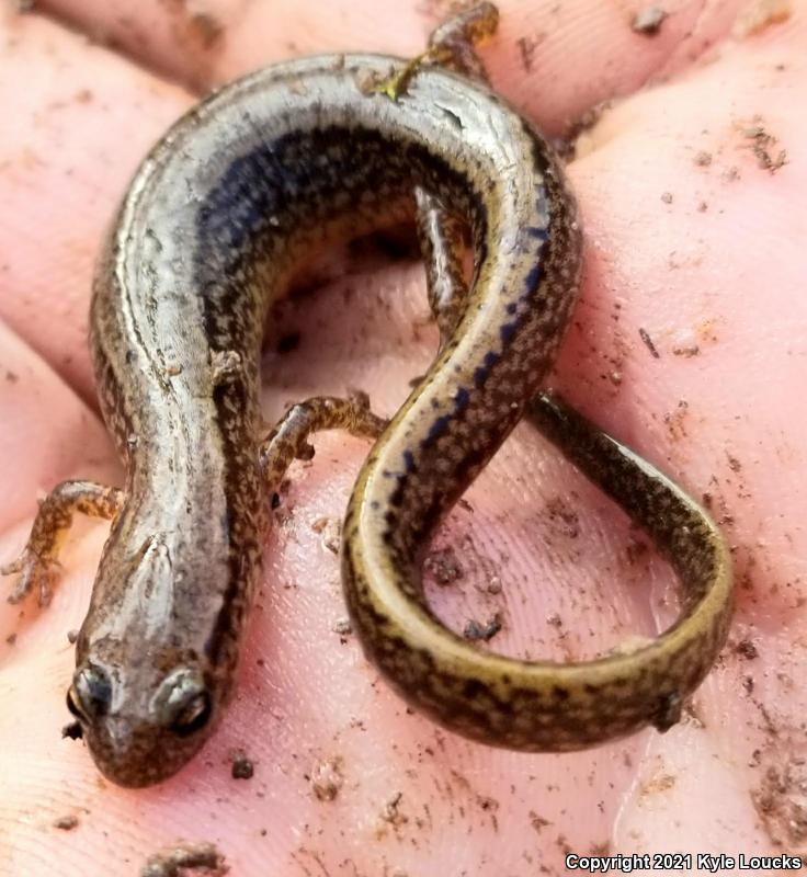 Northern Two-lined Salamander (Eurycea bislineata)