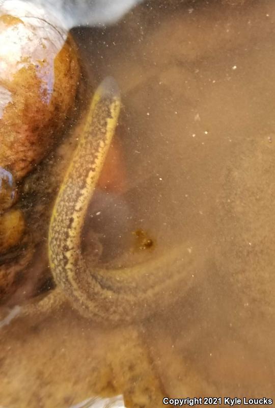 Northern Two-lined Salamander (Eurycea bislineata)