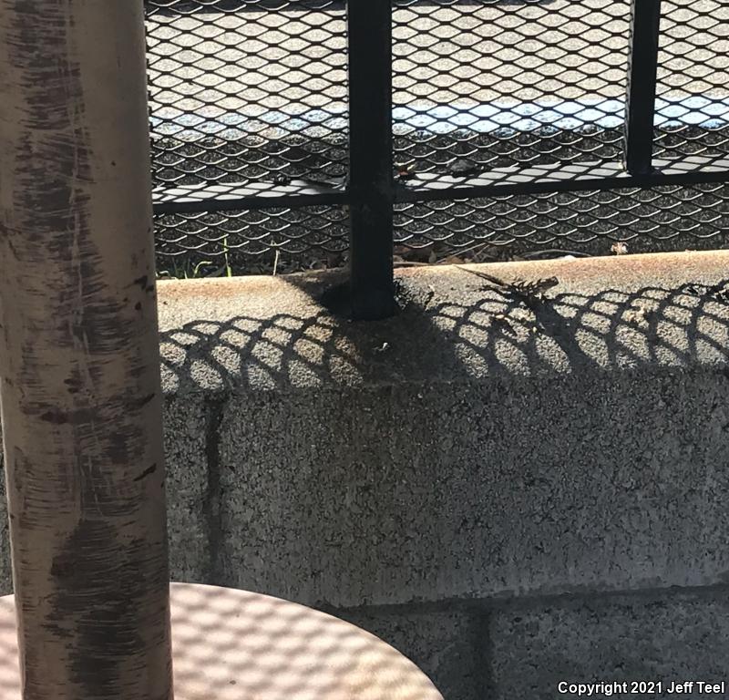 Great Basin Fence Lizard (Sceloporus occidentalis longipes)