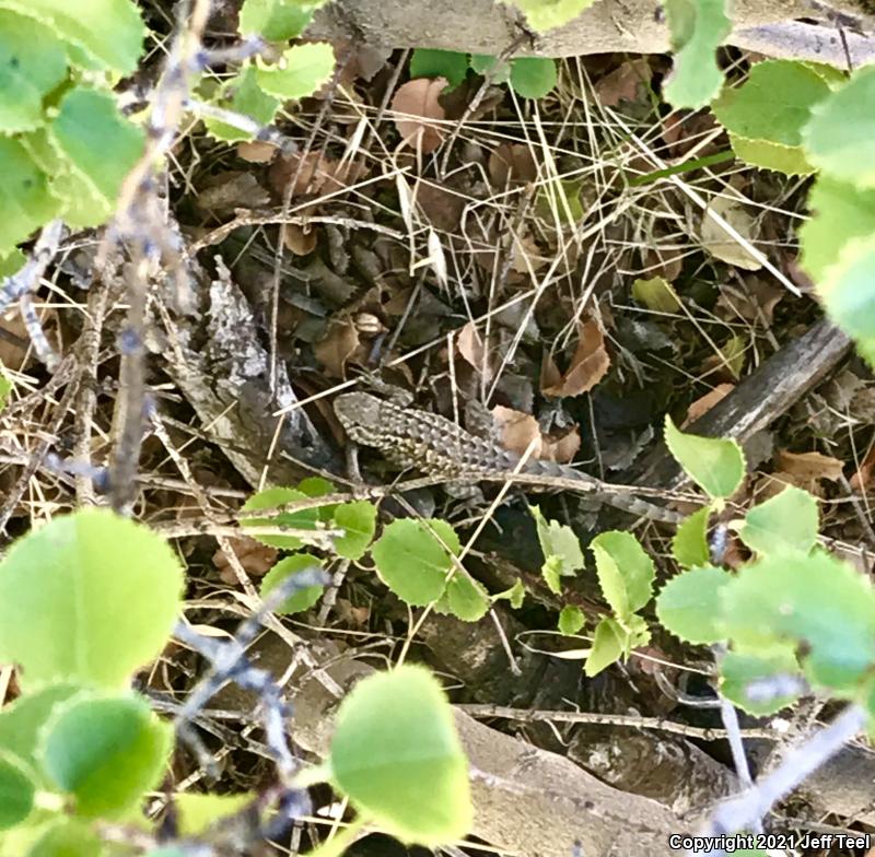 Western Side-blotched Lizard (Uta stansburiana elegans)