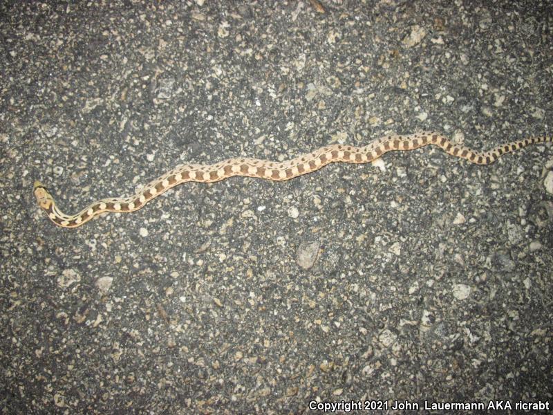 Great Basin Gopher Snake (Pituophis catenifer deserticola)