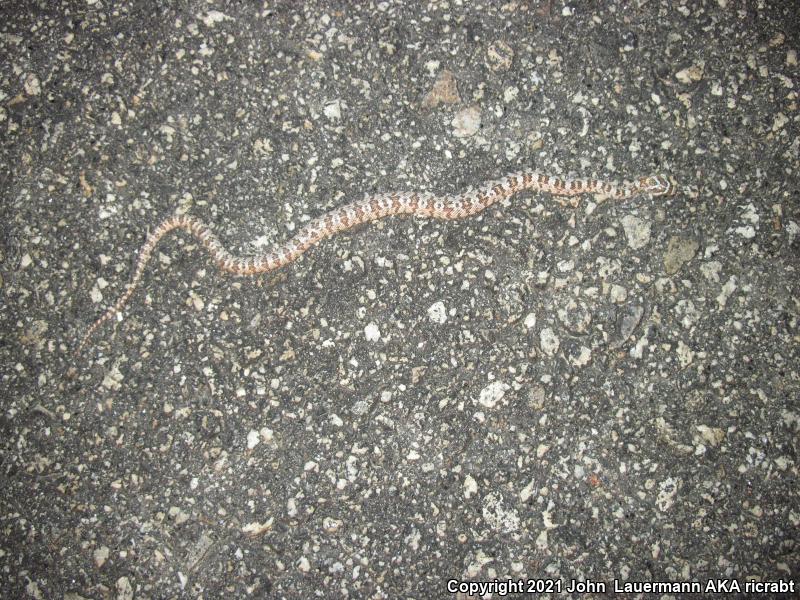 Western Lyresnake (Trimorphodon biscutatus biscutatus)