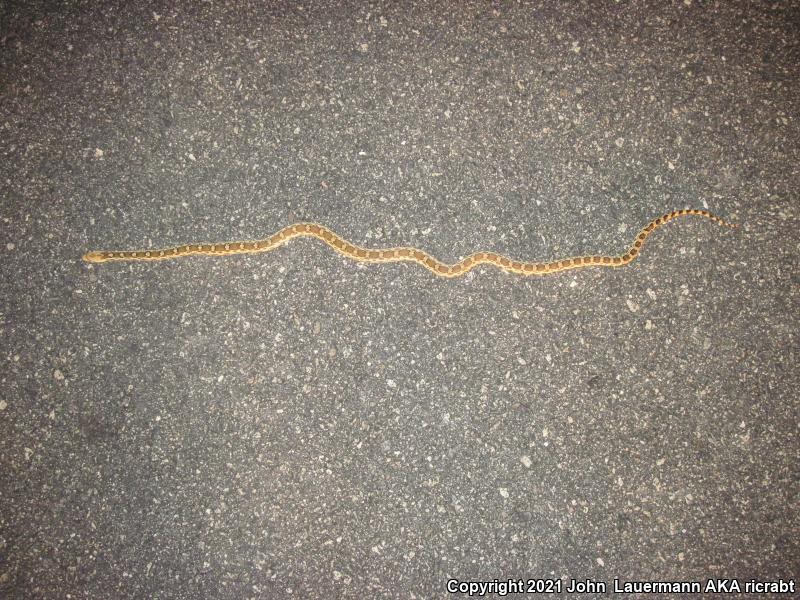 Great Basin Gopher Snake (Pituophis catenifer deserticola)