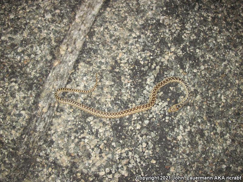 Great Basin Gopher Snake (Pituophis catenifer deserticola)