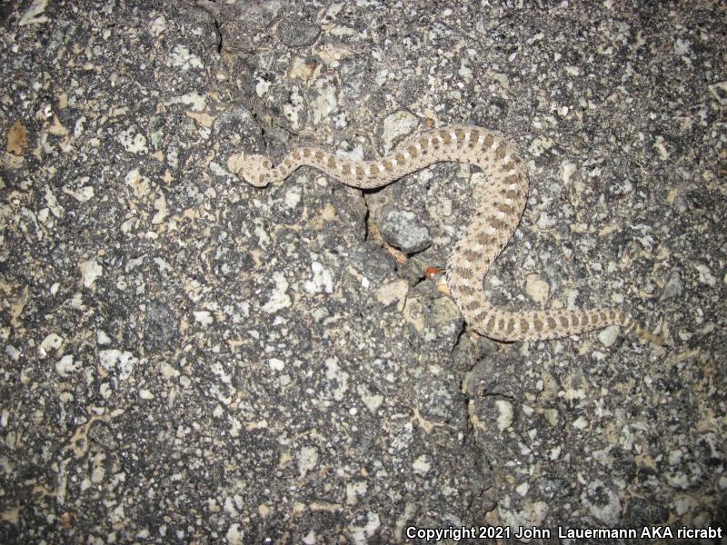 Mojave Desert Sidewinder (Crotalus cerastes cerastes)