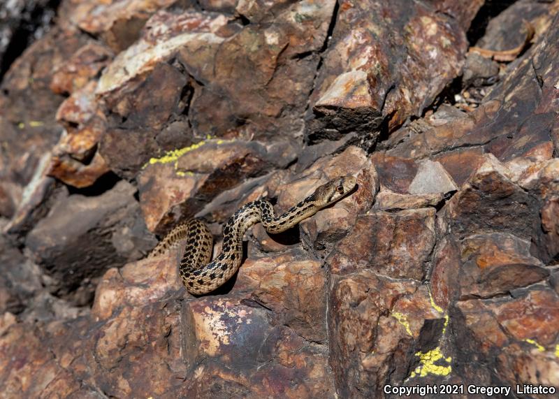 San Diego Gopher Snake (Pituophis catenifer annectens)