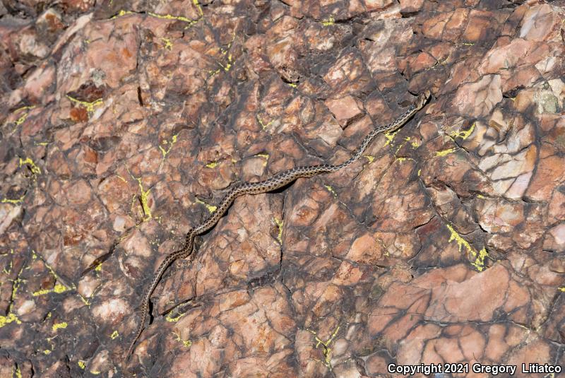 San Diego Gopher Snake (Pituophis catenifer annectens)