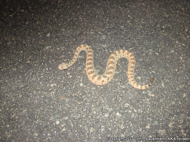 Mojave Desert Sidewinder (Crotalus cerastes cerastes)