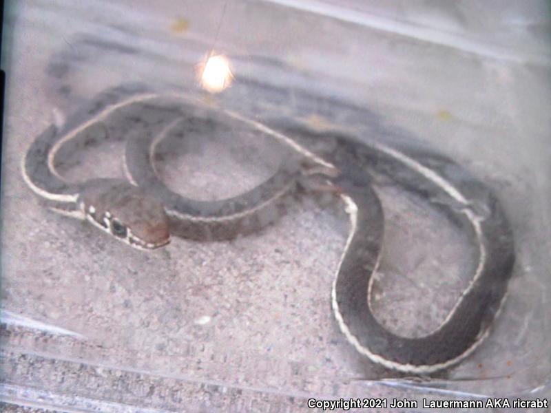 California Striped Racer (Coluber lateralis lateralis)