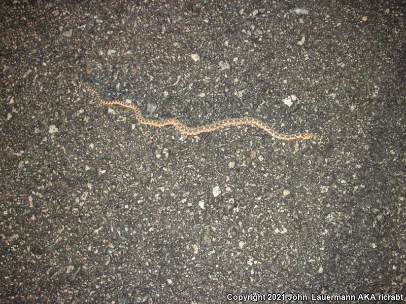 Great Basin Gopher Snake (Pituophis catenifer deserticola)