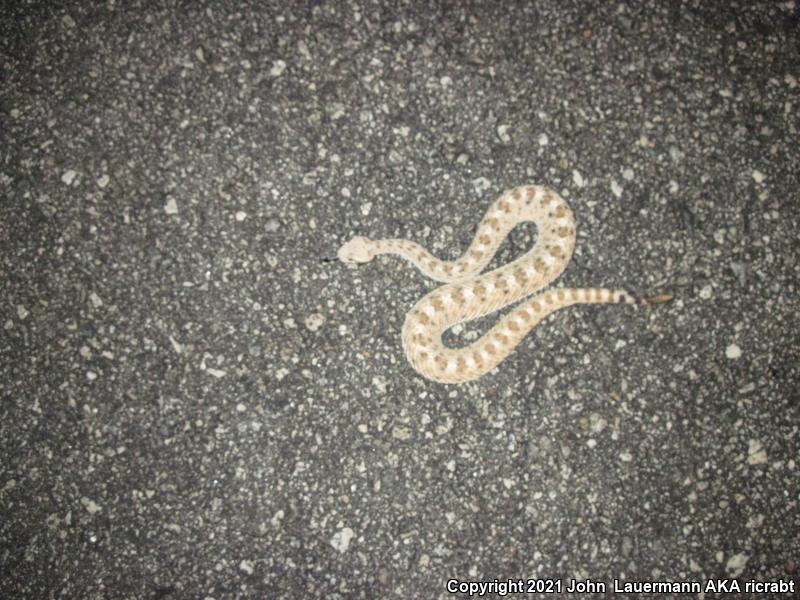 Mojave Desert Sidewinder (Crotalus cerastes cerastes)