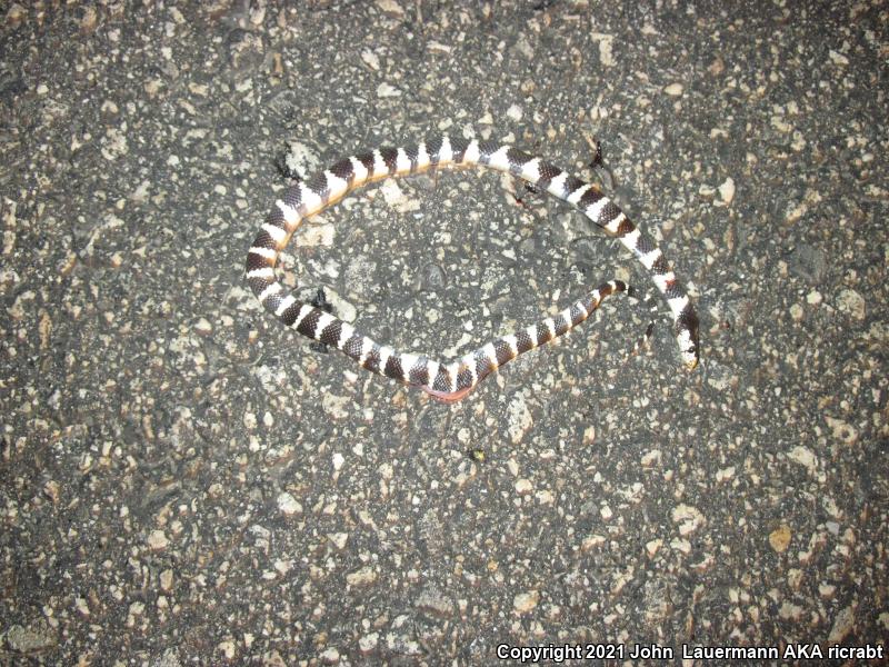 California Kingsnake (Lampropeltis getula californiae)