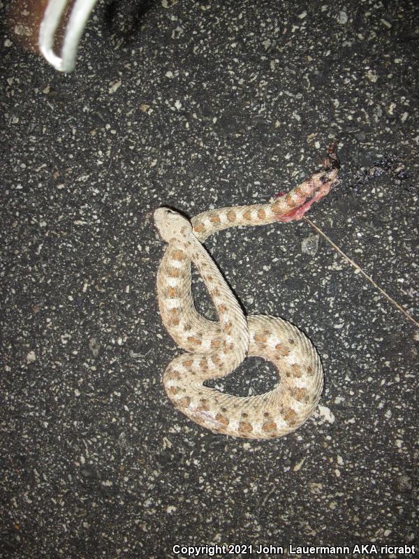 Mojave Desert Sidewinder (Crotalus cerastes cerastes)