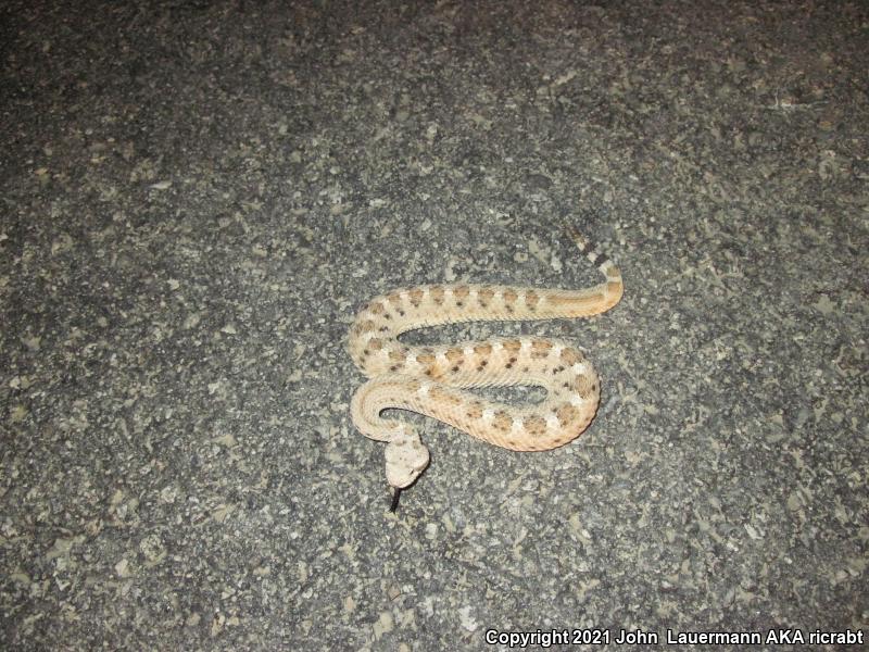 Mojave Desert Sidewinder (Crotalus cerastes cerastes)