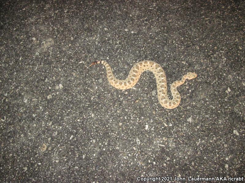 Mojave Desert Sidewinder (Crotalus cerastes cerastes)