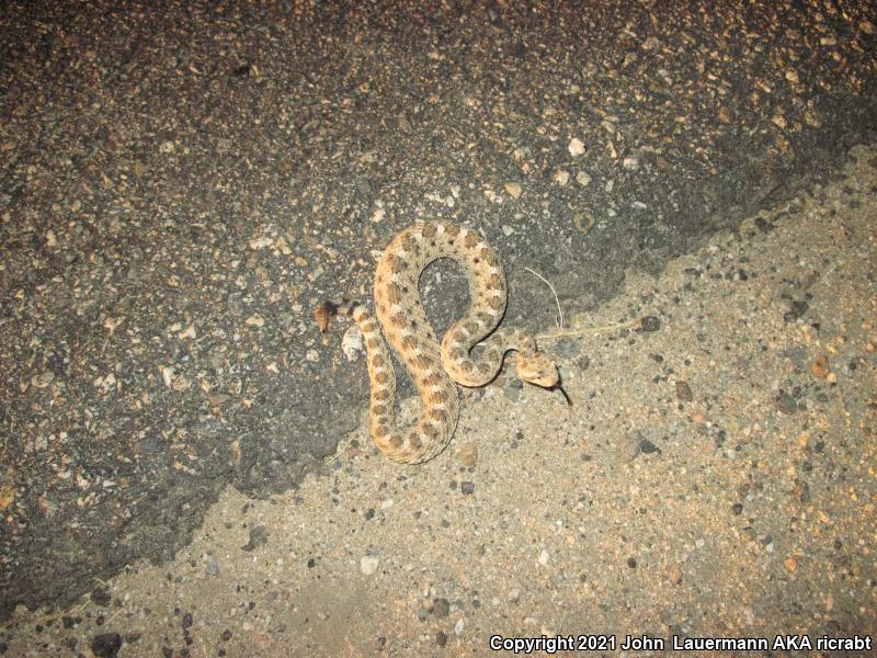 Mojave Desert Sidewinder (Crotalus cerastes cerastes)