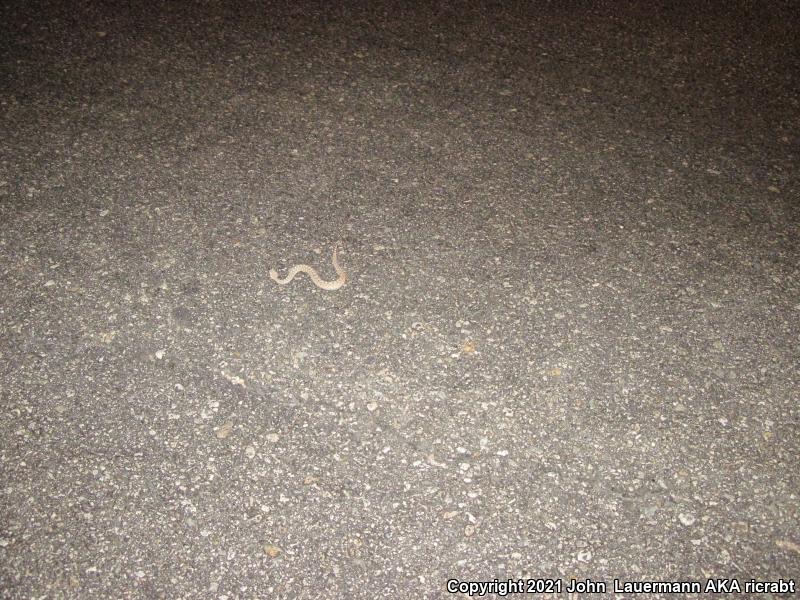 Mojave Desert Sidewinder (Crotalus cerastes cerastes)