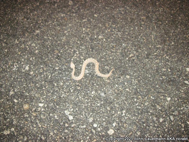 Mojave Desert Sidewinder (Crotalus cerastes cerastes)