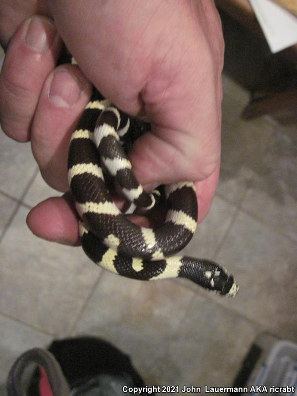 California Kingsnake (Lampropeltis getula californiae)