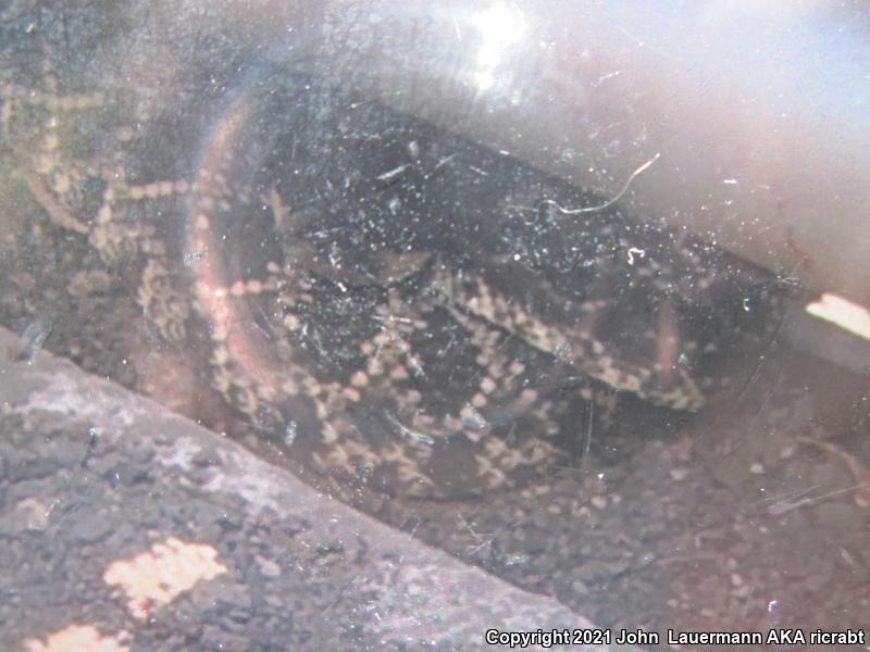 Southern Pacific Rattlesnake (Crotalus oreganus helleri)