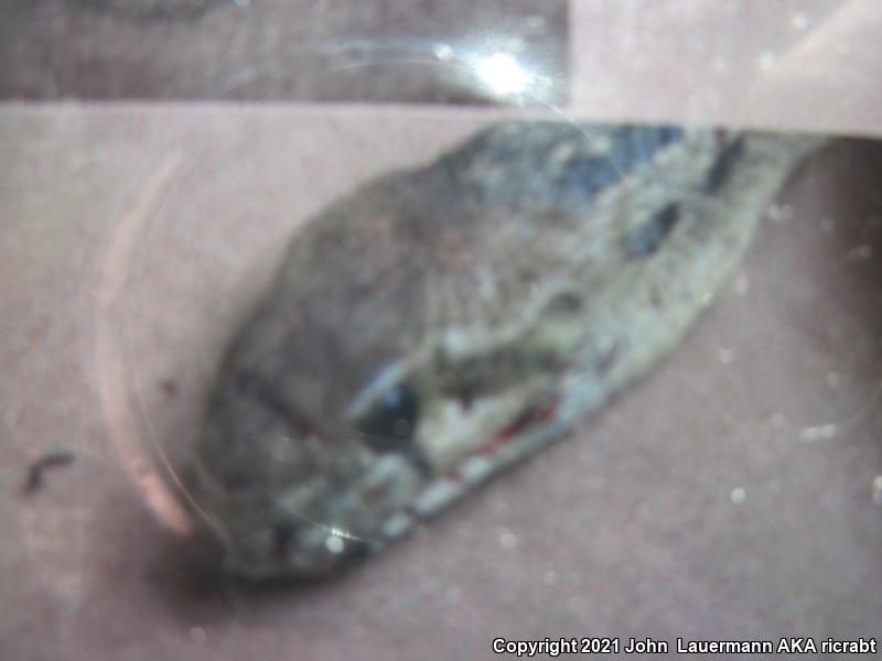 San Diego Gopher Snake (Pituophis catenifer annectens)