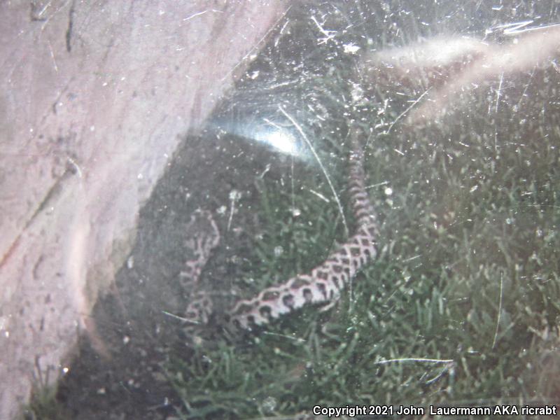 Southern Pacific Rattlesnake (Crotalus oreganus helleri)