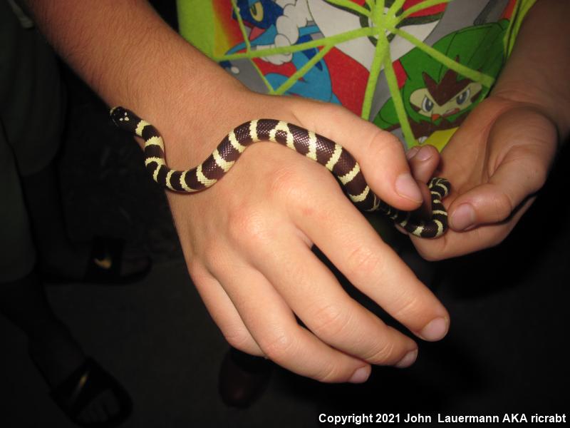 California Kingsnake (Lampropeltis getula californiae)