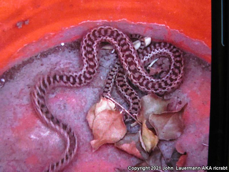 San Diego Gopher Snake (Pituophis catenifer annectens)