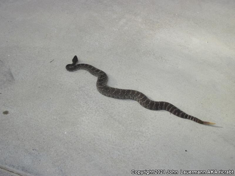 Southern Pacific Rattlesnake (Crotalus oreganus helleri)