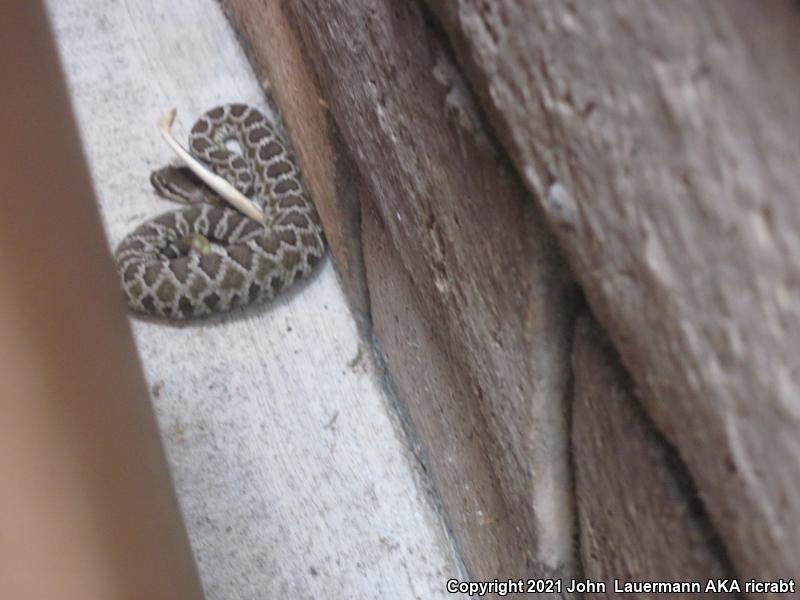 Southern Pacific Rattlesnake (Crotalus oreganus helleri)