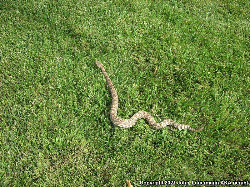 Southern Pacific Rattlesnake (Crotalus oreganus helleri)