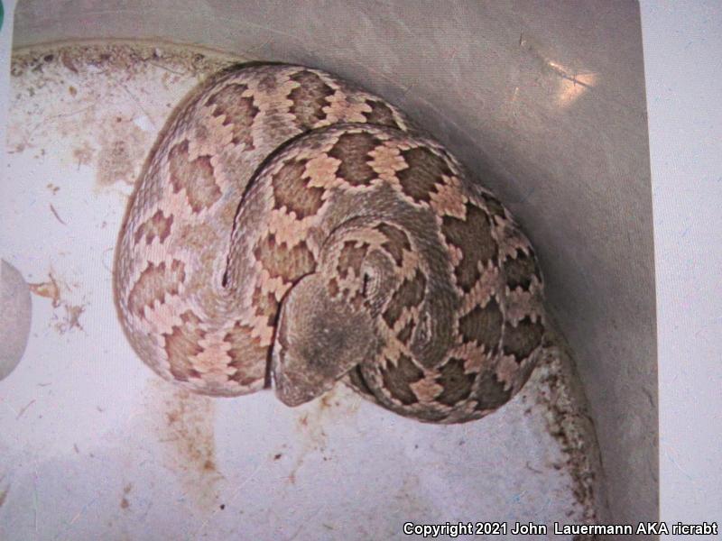 Southern Pacific Rattlesnake (Crotalus oreganus helleri)