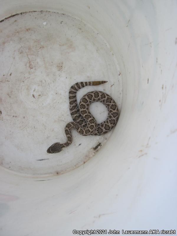 Southern Pacific Rattlesnake (Crotalus oreganus helleri)