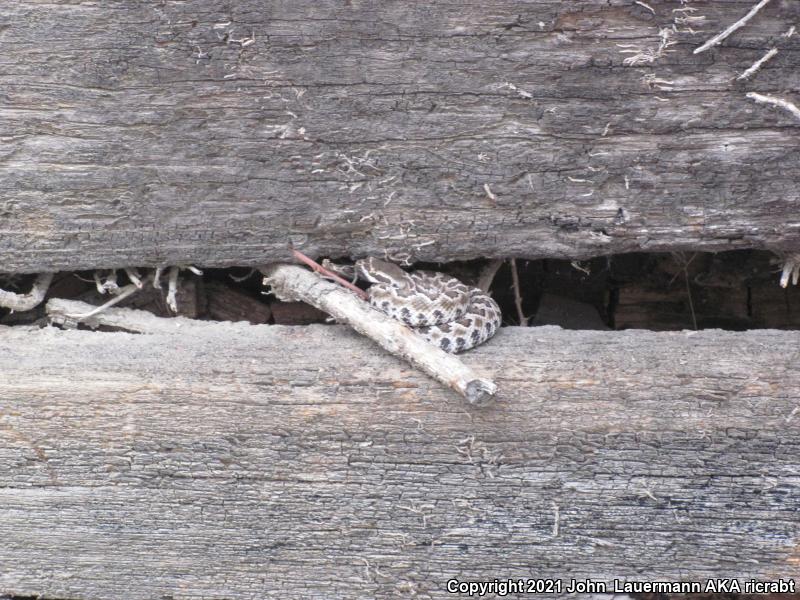 Southern Pacific Rattlesnake (Crotalus oreganus helleri)