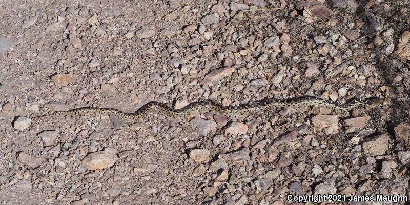 Pacific Gopher Snake (Pituophis catenifer catenifer)