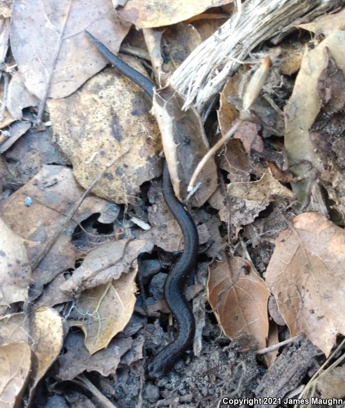 California Slender Salamander (Batrachoseps attenuatus)