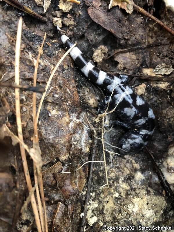 Marbled Salamander (Ambystoma opacum)