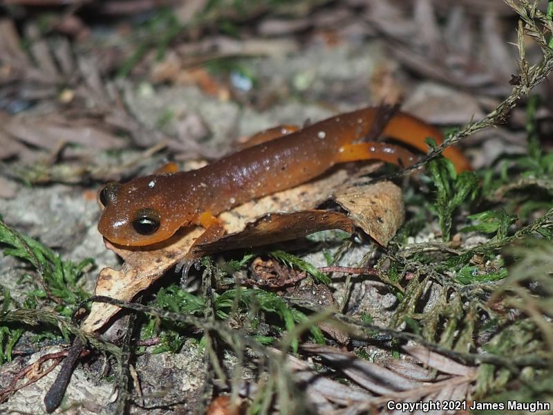 Yellow-eyed Ensatina (Ensatina eschscholtzii xanthoptica)