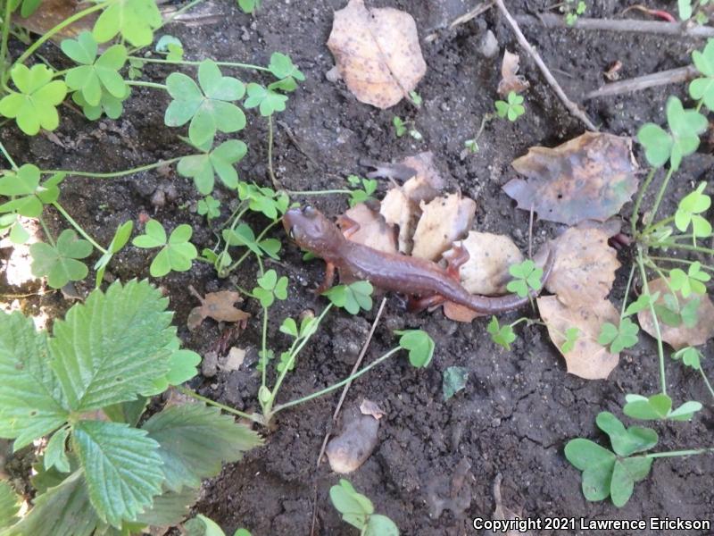 Yellow-eyed Ensatina (Ensatina eschscholtzii xanthoptica)