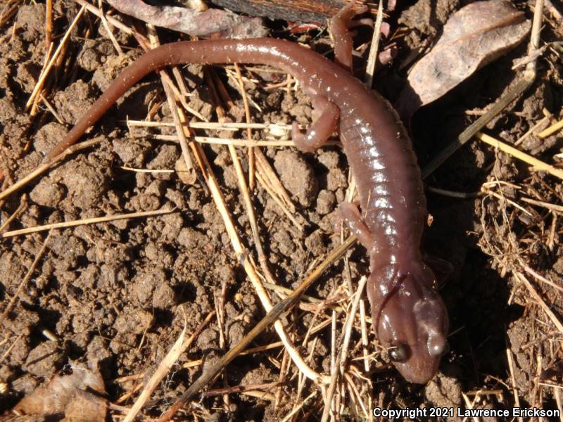 Arboreal Salamander (Aneides lugubris)