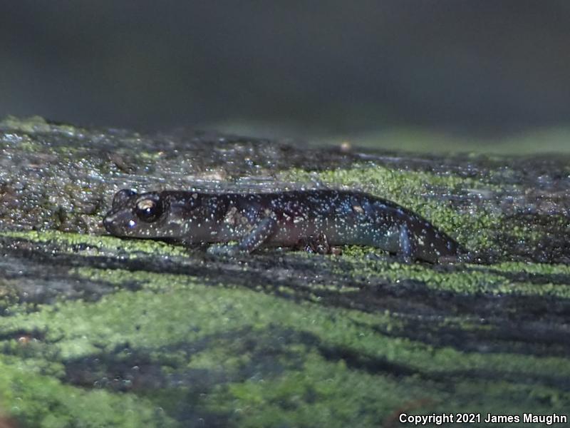 Arboreal Salamander (Aneides lugubris)