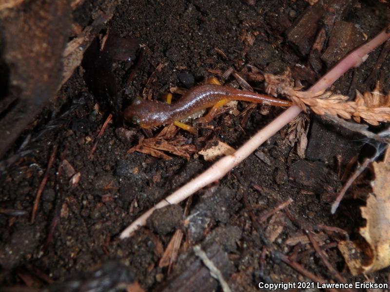 Yellow-eyed Ensatina (Ensatina eschscholtzii xanthoptica)