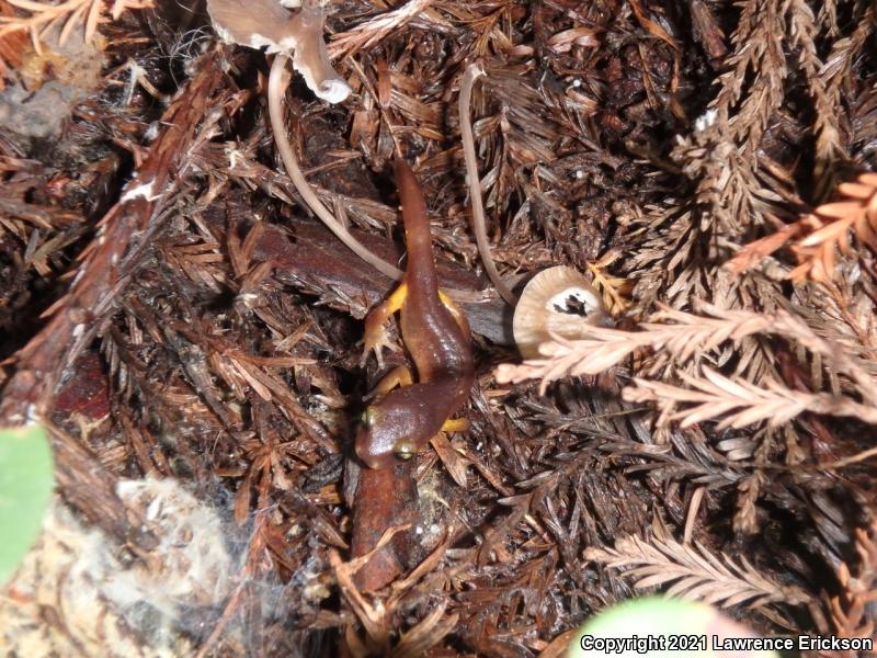 Yellow-eyed Ensatina (Ensatina eschscholtzii xanthoptica)