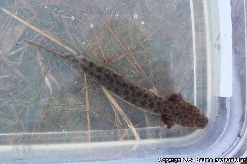 Gulf Coast Waterdog (Necturus beyeri)