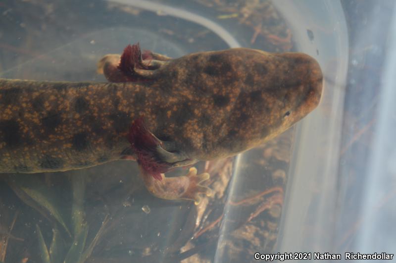 Gulf Coast Waterdog (Necturus beyeri)